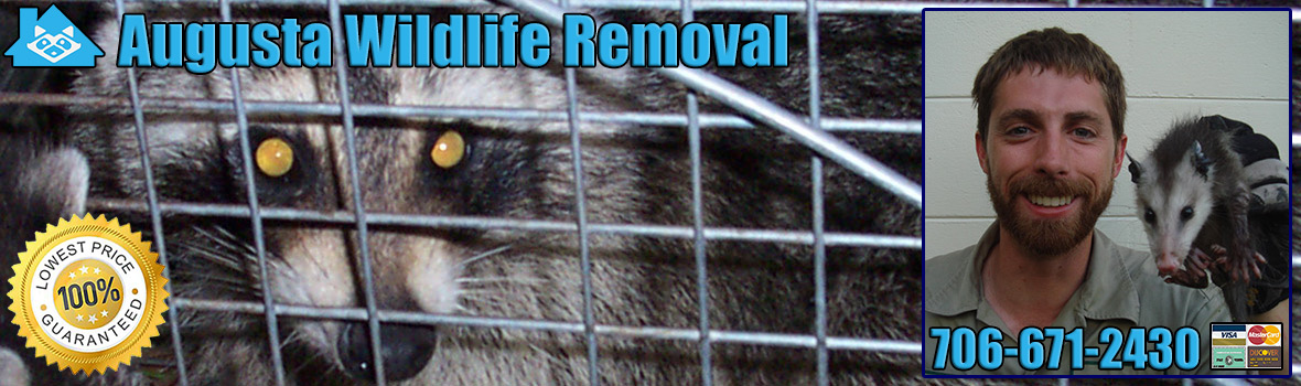 Augusta Wildlife and Animal Removal